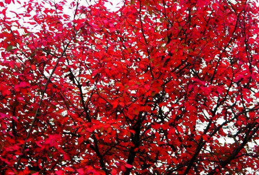 foglie rosse.jpg