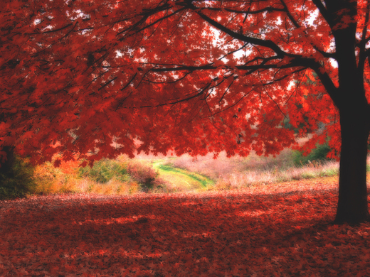 ws_Ombre_Rosse_1600x1200.jpg